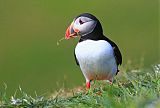 Atlantic Puffinborder=